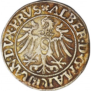 Lenne Prusy Książęce, Albrecht Hohenzollern, Grosz 1534, Królewiec