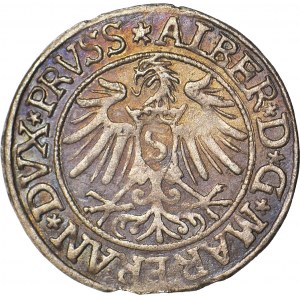 Lenne Prusy Książęce, Albrecht Hohenzollern, Grosz 1535, Królewiec
