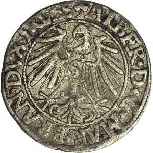Lenne Prusy Książęce, Albrecht Hohenzollern, Grosz 1545, Królewiec