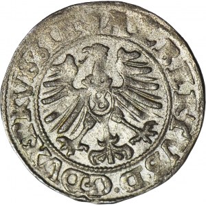 Lenne Prusy Książęce, Albrecht Hohenzollern, Szeląg 1557, Królewiec