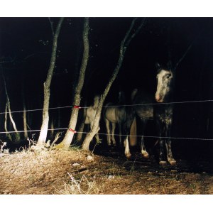 Felix Friedmann, Verdun horses, 2001