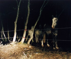 Felix Friedmann, Verdun horses, 2001