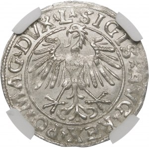 Zikmund II Augustus, půlpenny 1548, Vilnius - Římská I, L/LITVA - vzácný