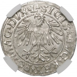 Zygmunt II August, Półgrosz 1548, Wilno – rzymska I, L/LITVA – rzadka