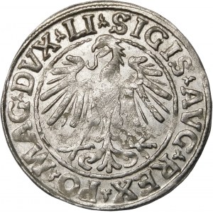 Sigismund II Augustus, Halbpfennig 1547, Wilna - LI/LITVA - kleiner A - selten