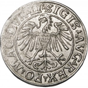 Zygmunt II August, Półgrosz 1548, Wilno – rzymska I, LI/LITVA