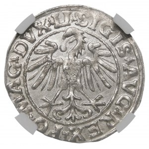 Sigismund II Augustus, Half-penny 1547, Vilnius - LI/LITVA