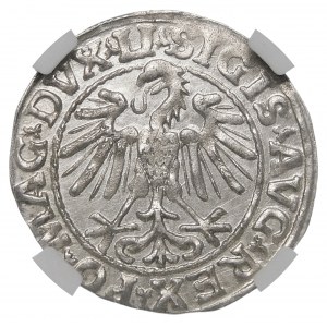Zikmund II August, půlgroš 1547, Vilnius - LI/LITVA