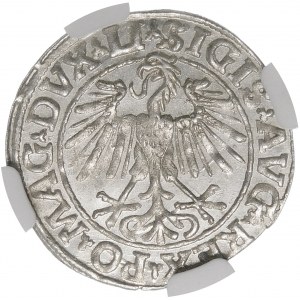 Zikmund II Augustus, půlpenny 1548, Vilnius - Římský I, LI/LITVA - nádherný