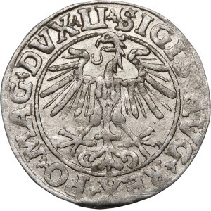 Sigismund II Augustus, Half-penny 1551, Vilnius - LI/LITVA - rarer