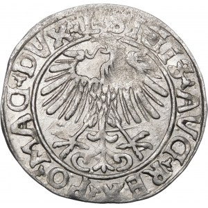 Zygmunt II August, Półgrosz 1556, Wilno – L/LITVA