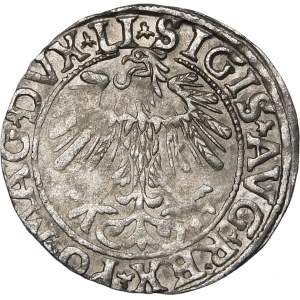 Sigismund II. Augustus, Halbergroschen 1557, Wilna - LI/LITVA