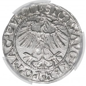 Zikmund II August, půlpenny 1557, Vilnius - LI/LITVA - varianta - krásná