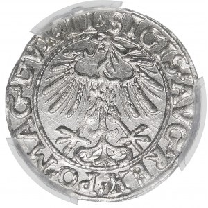 Zygmunt II August, Półgrosz 1557, Wilno – LI/LITVA – wariant - piękny
