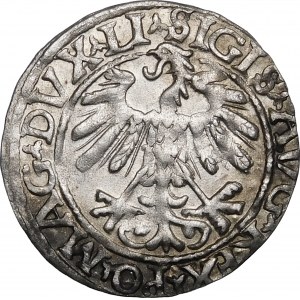 Zygmunt II August, Półgrosz 1558, Wilno – przebitka LITVV/A – b. rzadka