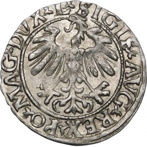 Sigismund II. Augustus, Halbpfennig 1559, Wilna - L/LITV