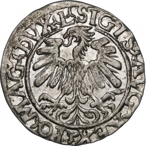Zikmund II Augustus, půlpenny 1559, Vilnius - L/LITV - velký 9 - vzácný