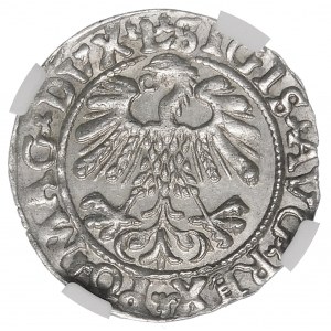 Sigismund II. Augustus, Halbergroschen 1559, Wilna - L/LITVA