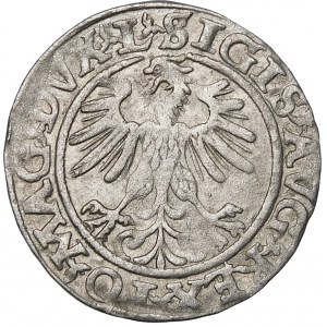 Sigismund II. Augustus, halber Pfennig 1560, Vilnius - DVX L/LITV