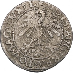 Sigismund II Augustus, Halbpfennig 1560, Vilnius - DVX L/LITVA - Rosette - selten