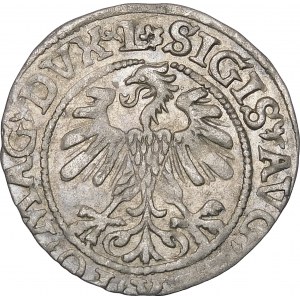 Sigismund II Augustus, Halbpfennig 1560, Vilnius - DVX L/LITVA - Rosette - selten und schön