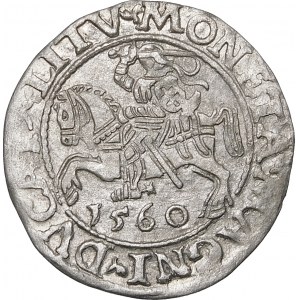 Sigismund II Augustus, halber Pfennig 1560, Vilnius - DVX-L/LITV - Rosette - sehr selten
