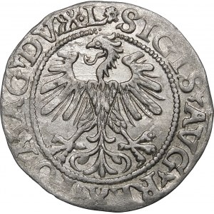 Sigismund II Augustus, halber Pfennig 1560, Vilnius - DVX-L/LITV - Rosette - sehr selten