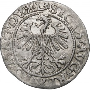 Zygmunt II August, Półgrosz 1560, Wilno – DVX•L/LITV – rozeta – b. rzadki