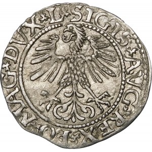 Sigismund II Augustus, Halbpfennig 1561, Wilna - 13 Adler, L/LITV