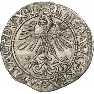 Zygmunt II August, Półgrosz 1561, Wilno – 13 Orzeł, L/LITV