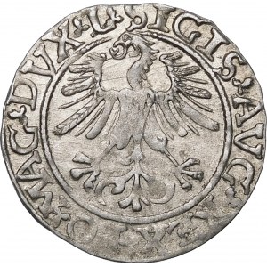 Zygmunt II August, Półgrosz 1561, Wilno – 14 Orzeł, L/LITVA