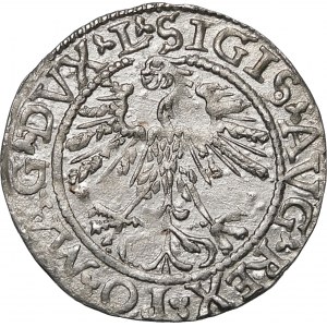 Sigismund II. Augustus, Halbpfennig 1562, Wilna - 17 Pogon, L/LITVA