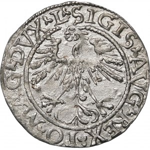 Zygmunt II August, Półgrosz 1562, Wilno – 17 Pogoń, L/LITVA