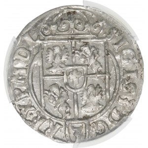Sigismund III Vasa, Half-track 1623, Bydgoszcz - Saxon in oval shield - dots