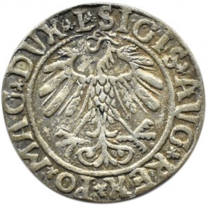 Zygmunt II August, półgrosz 1558, Wilno, LITVA/L