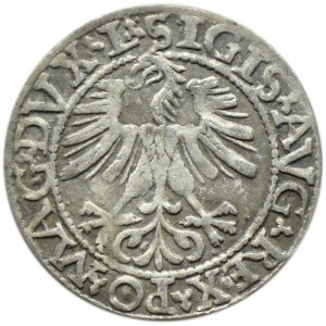 Zygmunt II August, półgrosz 1562, Wilno, LITVA/L