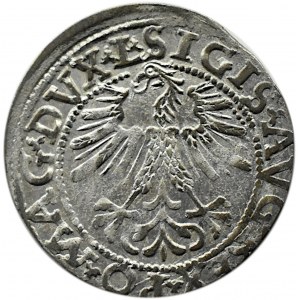 Zygmunt II August, półgrosz 1562, Wilno, LITV/L