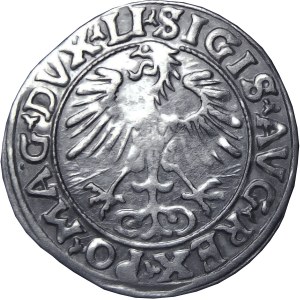 Zygmunt II August, półgrosz 1556, Wilno, MENNICZY