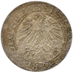 Zygmunt II August, półgrosz 1564, Wilno, LITV/LI