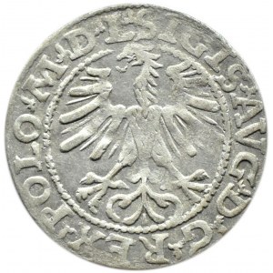 Zygmunt II August, półgrosz 1564, Wilno, LITVA/L, topór