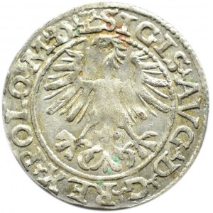 Zygmunt II August, półgrosz 1564, Wilno, LITV/L, topór