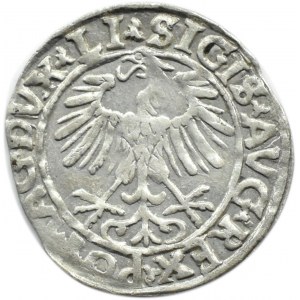 Zygmunt II August, półgrosz 1556, Wilno, LITVA/LI