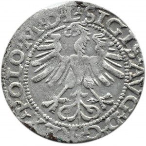 Zygmunt II August, półgrosz 1565 TOPÓR, Wilno, LITV/L