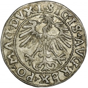 Zygmunt II August, Półgrosz Wilno 1556 - L/LITV - RZADKI