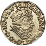 Zygmunt I Stary, Trojak Gdańsk 1540 - NGC MS63 - nienotowana interpunkcja