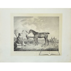 KUNTZ Rudolf (1798-1848), Englische Damenpferde.