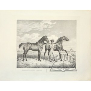 KUNTZ Rudolf (1798-1848), Mecklenburger Pferde.