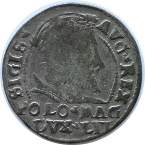 Zygmunt II August, grosz na stopę polską 1546, Wilno - RZADKI (data w otoku)