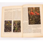 Aus Wald und Flur Pflanzen unserer Heimat 1937 - (Las i łąka - roślinność)