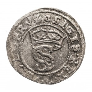 Polska, Zygmunt I Stary (1506-1548), szeląg 1528, Toruń